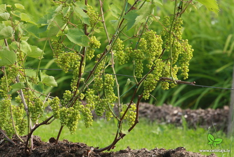 The Apsītes Garden of Paul Sukatnieks