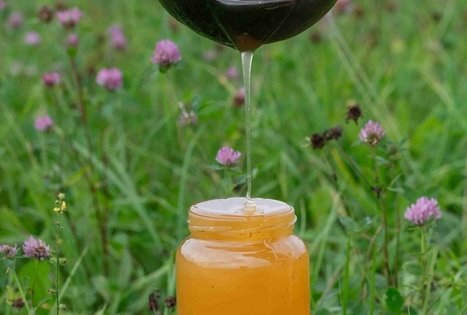 Stories of Šušvė: traditions of bees, honey and mead