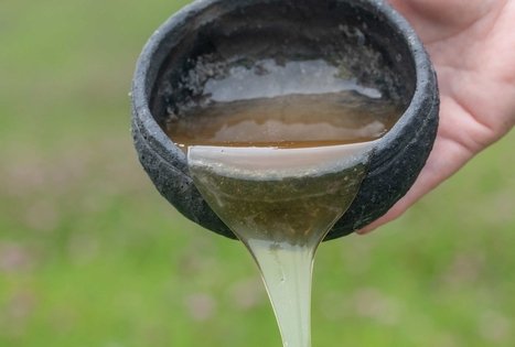 Stories of Šušvė: traditions of bees, honey and mead