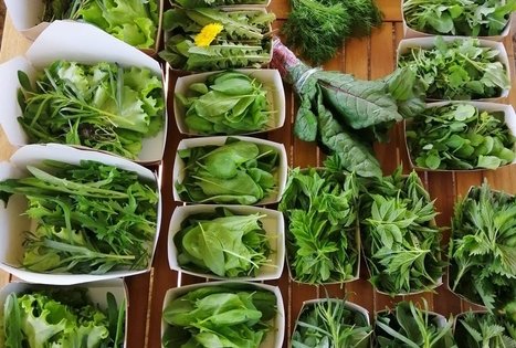 Ekologinis-biodinaminis ūkis „Miško sodai“