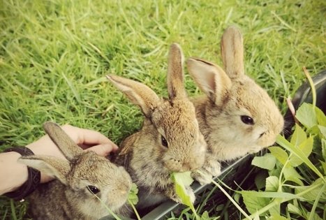 Sodyba „Gervių giesmė“