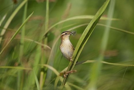 Tyrų pažintinis takas