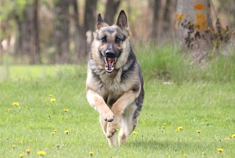 Birutės ir Virginijaus Dapkų ūkis