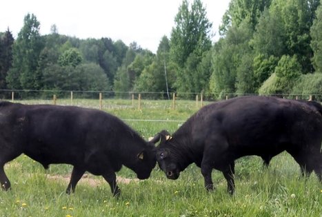Birutės ir Virginijaus Dapkų ūkis