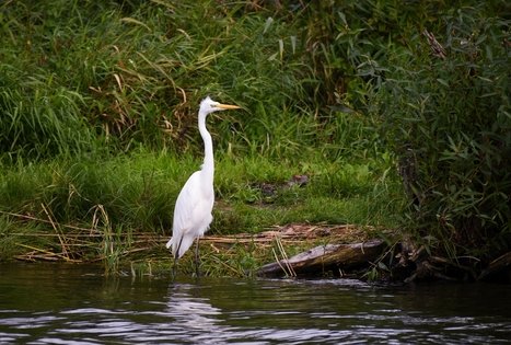 Vietinis kelionių organizatorius „Upaitė“