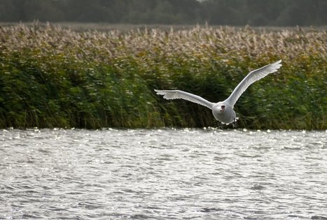 Vietinis kelionių organizatorius „Upaitė“