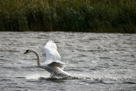 Vietinis kelionių organizatorius „Upaitė“