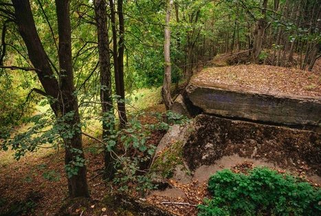 Forest Trail 62. Pakuonis – Vaišvydava.