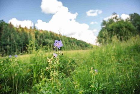 Miško Takas 65. Lampėdžiai – Kulautuva.