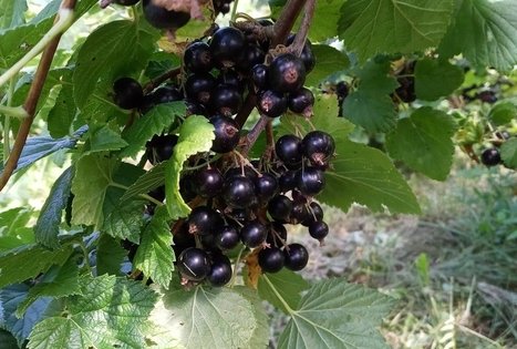 Ūkis „Kitoks daržas“