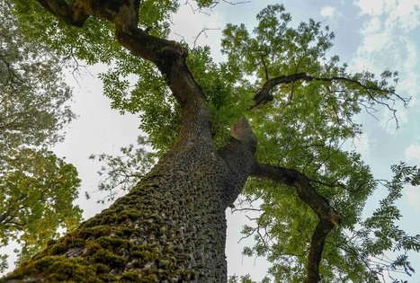 Veisiejai Manor Park