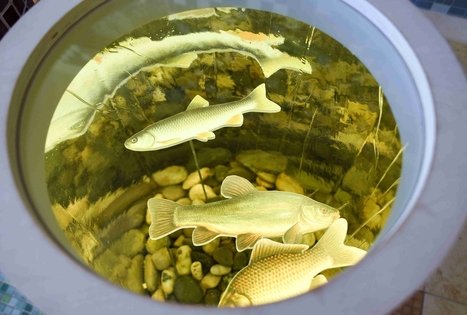 Directorate of Veisiejai Regional Park