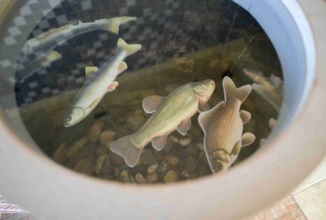 Directorate of Veisiejai Regional Park