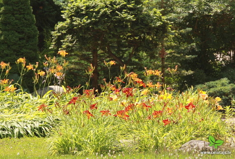 The Višķi Dendrological Plantings