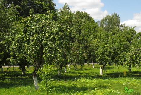 The Višķi Dendrological Plantings