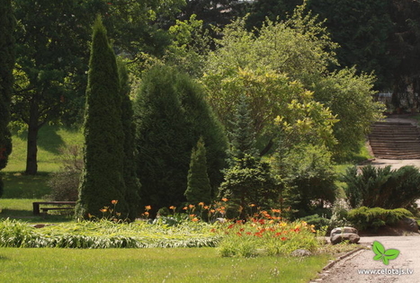 The Višķi Dendrological Plantings