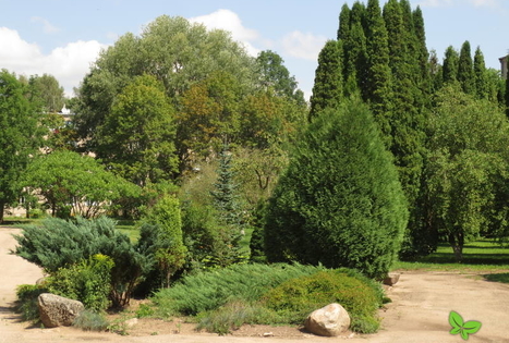 The Višķi Dendrological Plantings