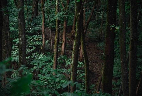 Vytautas Park in Kaunas