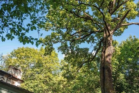 Vytautas Park in Kaunas