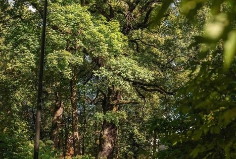 Vytautas Park in Kaunas