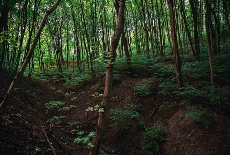 Vytautas Park in Kaunas