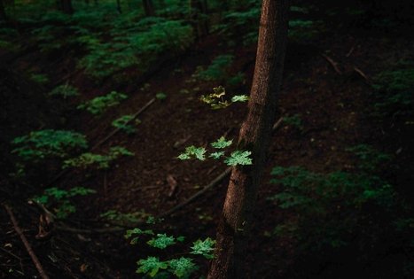 Vytautas Park in Kaunas