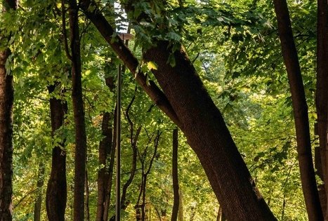 Vytautas Park in Kaunas