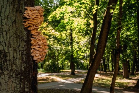 Vytautas Park in Kaunas