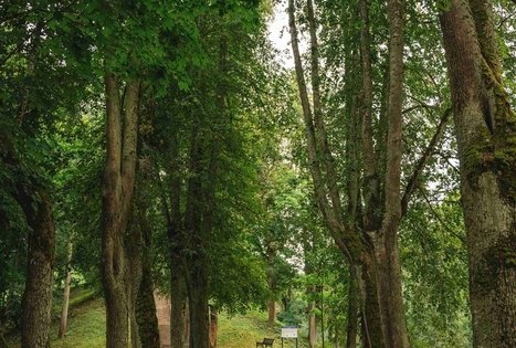 Forest Trail 59. Panemunis – Birštonas.