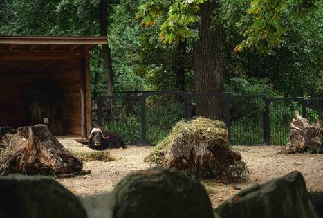 Lietuvos zoologijos sodas