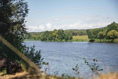 Žvėrinčiaus miškas