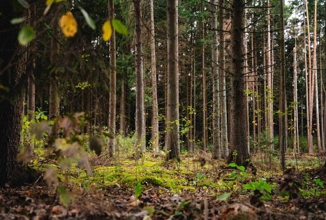 Forest Trail 62. Pakuonis – Vaišvydava.