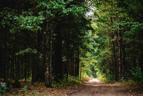 Forest Trail 62. Pakuonis – Vaišvydava.