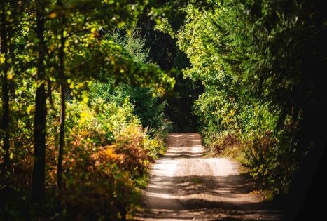 Forest Trail 62. Pakuonis – Vaišvydava.