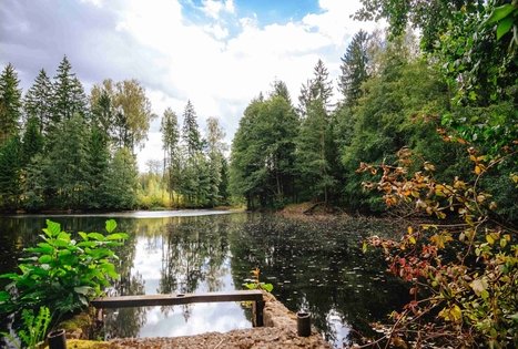 Forest Trail 62. Pakuonis – Vaišvydava.