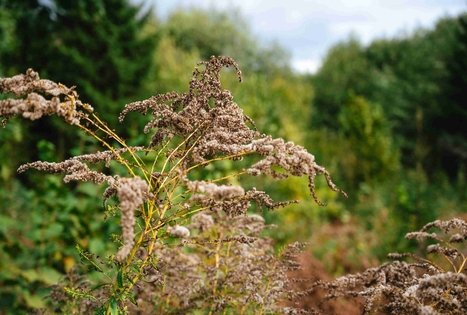 Forest Trail 62. Pakuonis – Vaišvydava.