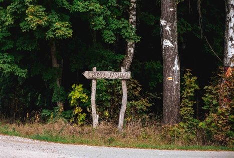 Forest Trail 62. Pakuonis – Vaišvydava.