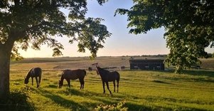 The "Molainiai" horse farm