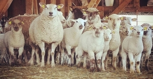 Jusiai organic farm