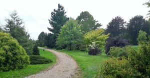 Dubravos arboretumas