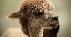 Raimondo Neverdausko alpakų ūkis