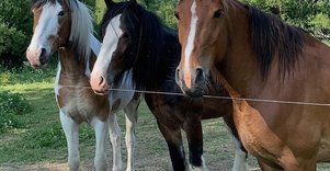 „Varėnės žirgai”