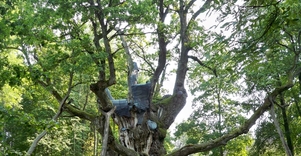 Stelmužės dvarvietės parkas