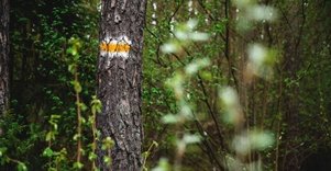 Miško Takas 51. Lazdijai – Veisiejai.