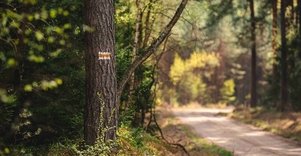 Forest Trail 53. Trikojis – Didžiasalis.