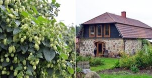 Tea tasting in homestead "Apyniu namai"