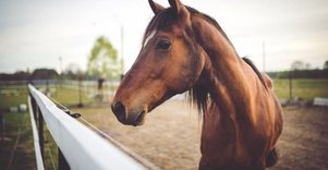 Viktorijos Jovarienės ekologinis ūkis