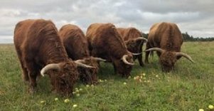 Ievos Šiurnės ūkis