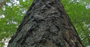 Aukščiausias Lietuvos medis