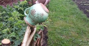 Lietuvos agrarinių ir miškų mokslų centro Sodininkystės ir daržininkystės institutas